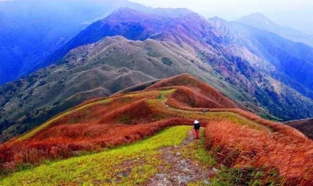 龙猫洗澡指南：正确方法与注意事项全解析