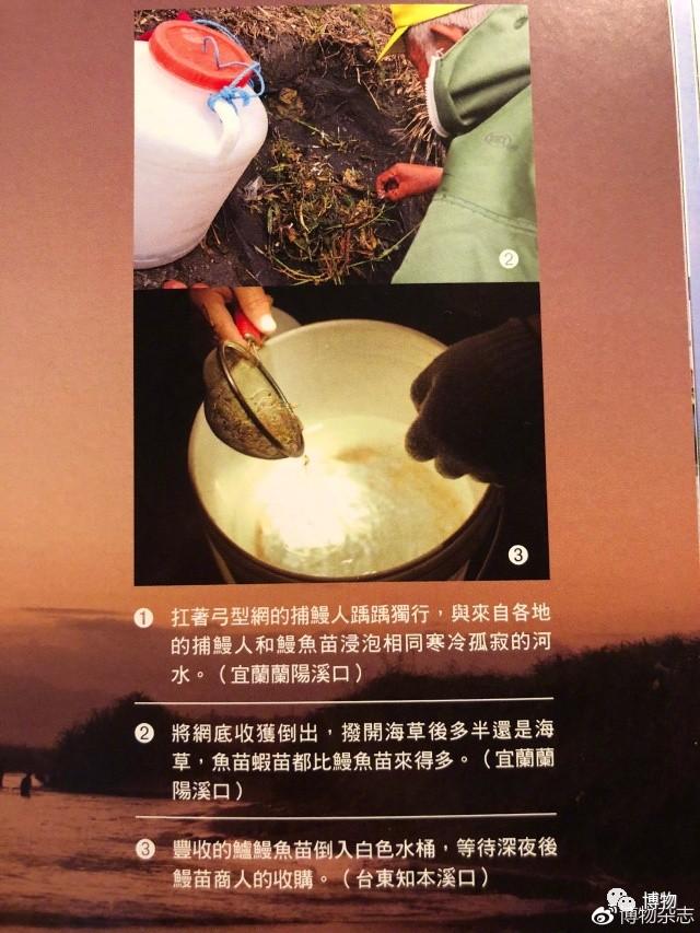 日本鳗鲡凭什么比黄金还贵？