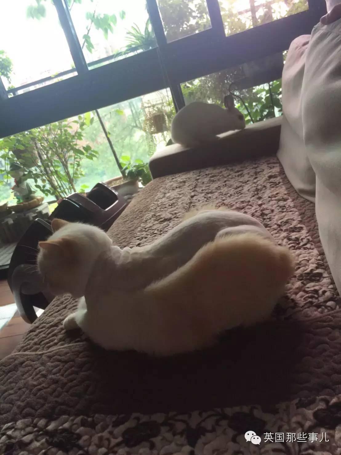 雪纳瑞造型真的能在家自己搞定吗？