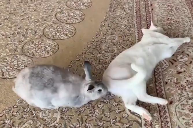 兔子的尾巴为什么越养越长? 兔子的尾巴为什么越养越长?