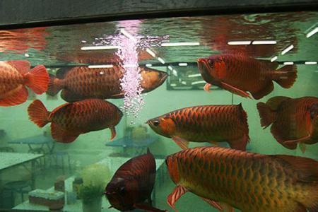 魟鱼怎么养才能活过三个月？