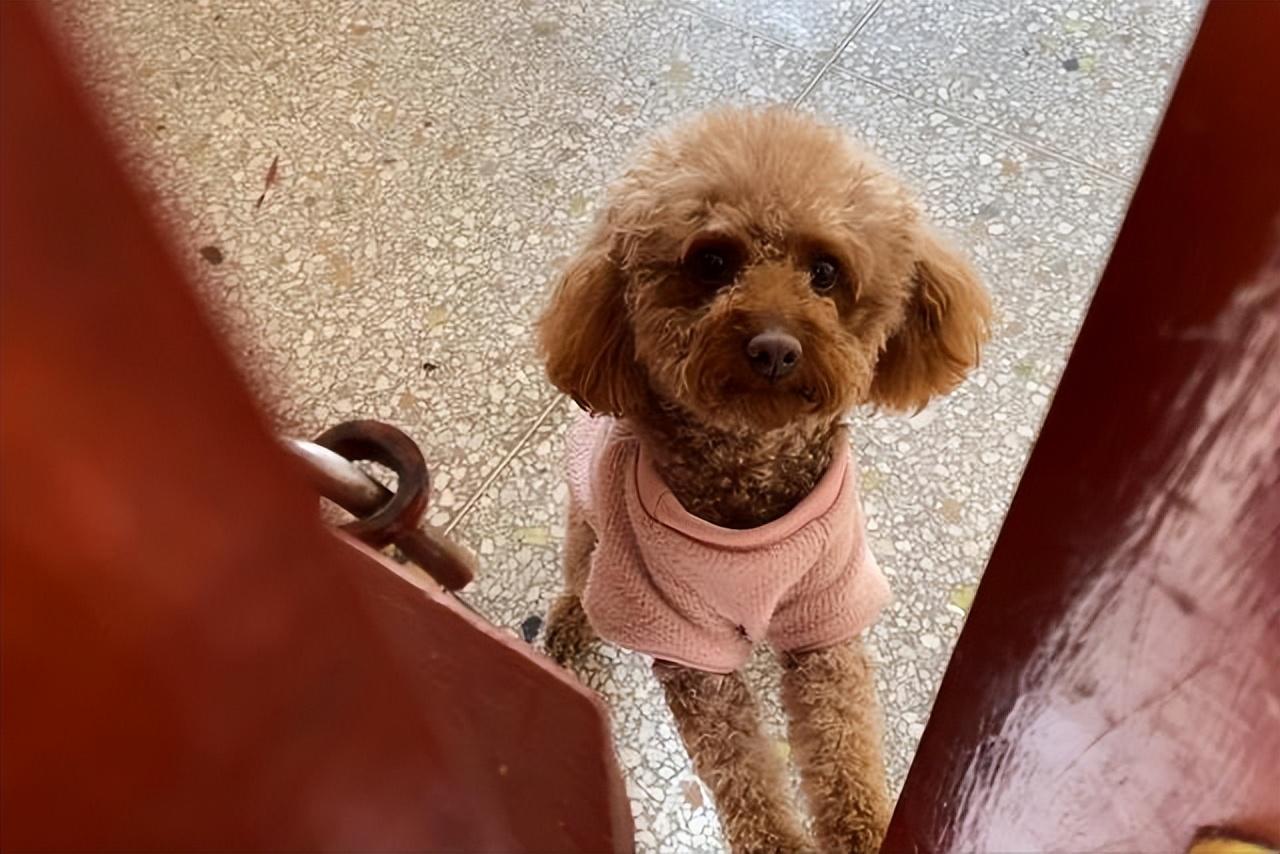 如何把泰迪犬训练成主人的小跟班：详细步骤与技巧分享