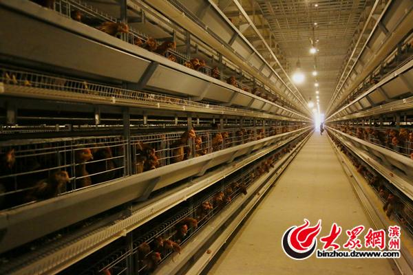 家禽、家鸟与笼鸟的区别详解：养殖方式与用途大不同