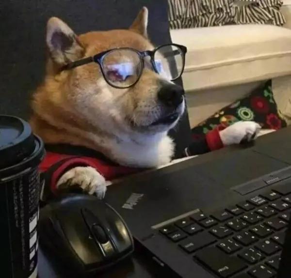 新手养狗前必须知道的十个约定是什么？