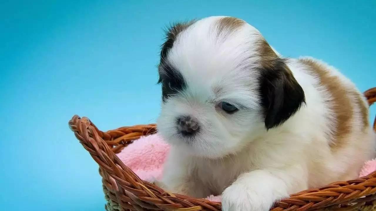 如何预防和治疗狗的致命性疾病？全面指南