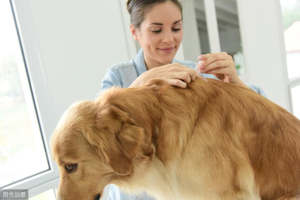蜱虫真能把狗咬死吗？