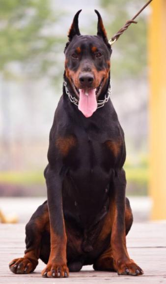 藏獒真的能卖到上千万吗？