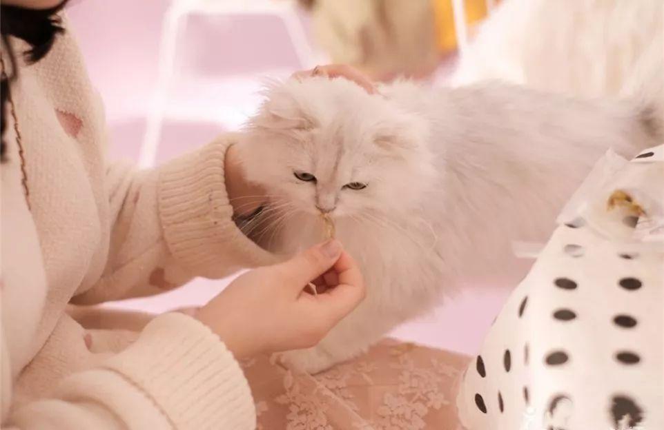 养冠鸭真的比撸猫撸狗更治愈吗？