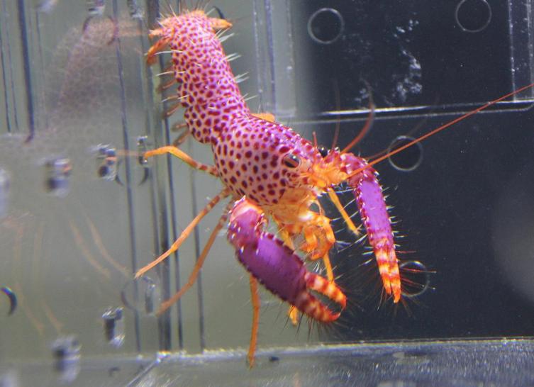 观赏虾怎么养才能活过三个月？