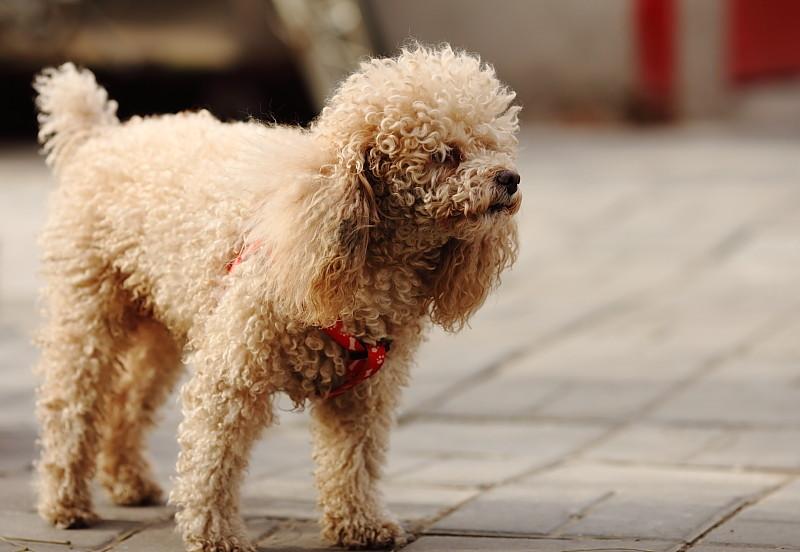 养只迷你贵宾犬到底要花多少钱？