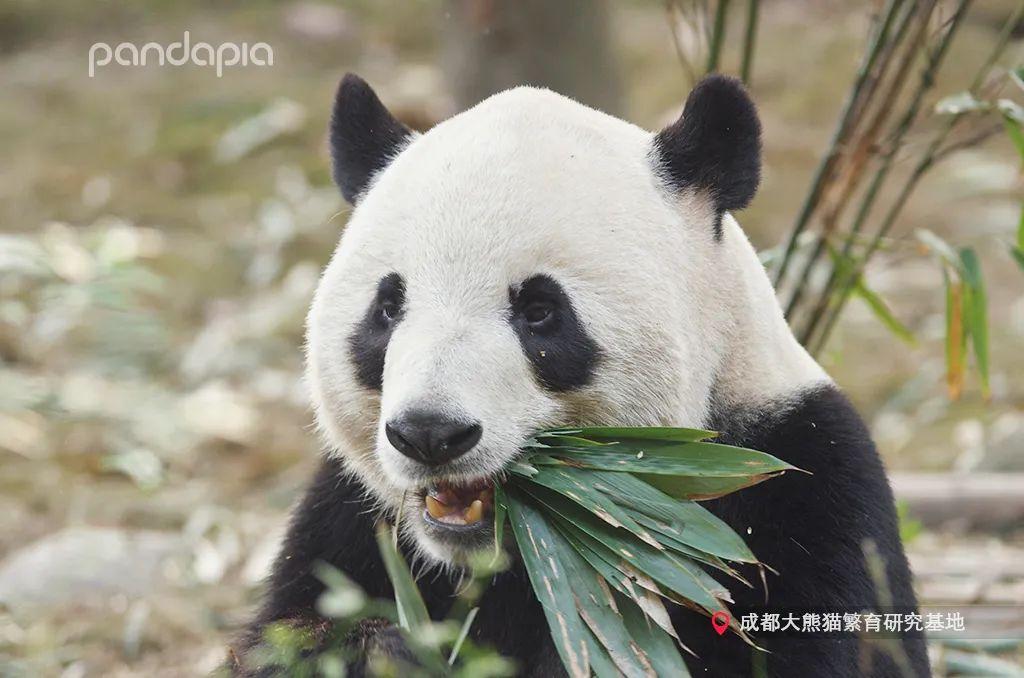 为什么老黄历能预知吉凶？