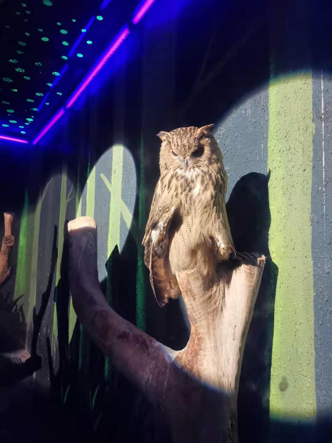 喋喋吸蜜鹦鹉: 色彩艳丽且独具特色的鹦鹉品种