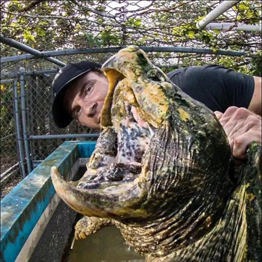 大鳄龟和小鳄龟的区别:体型大小不一样的相关解析 大鳄龟和小鳄龟的区别:体型大小不一样的相关解析