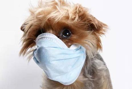 犬瘟热的症状、预防与治疗全解析：保护你的宠物健康