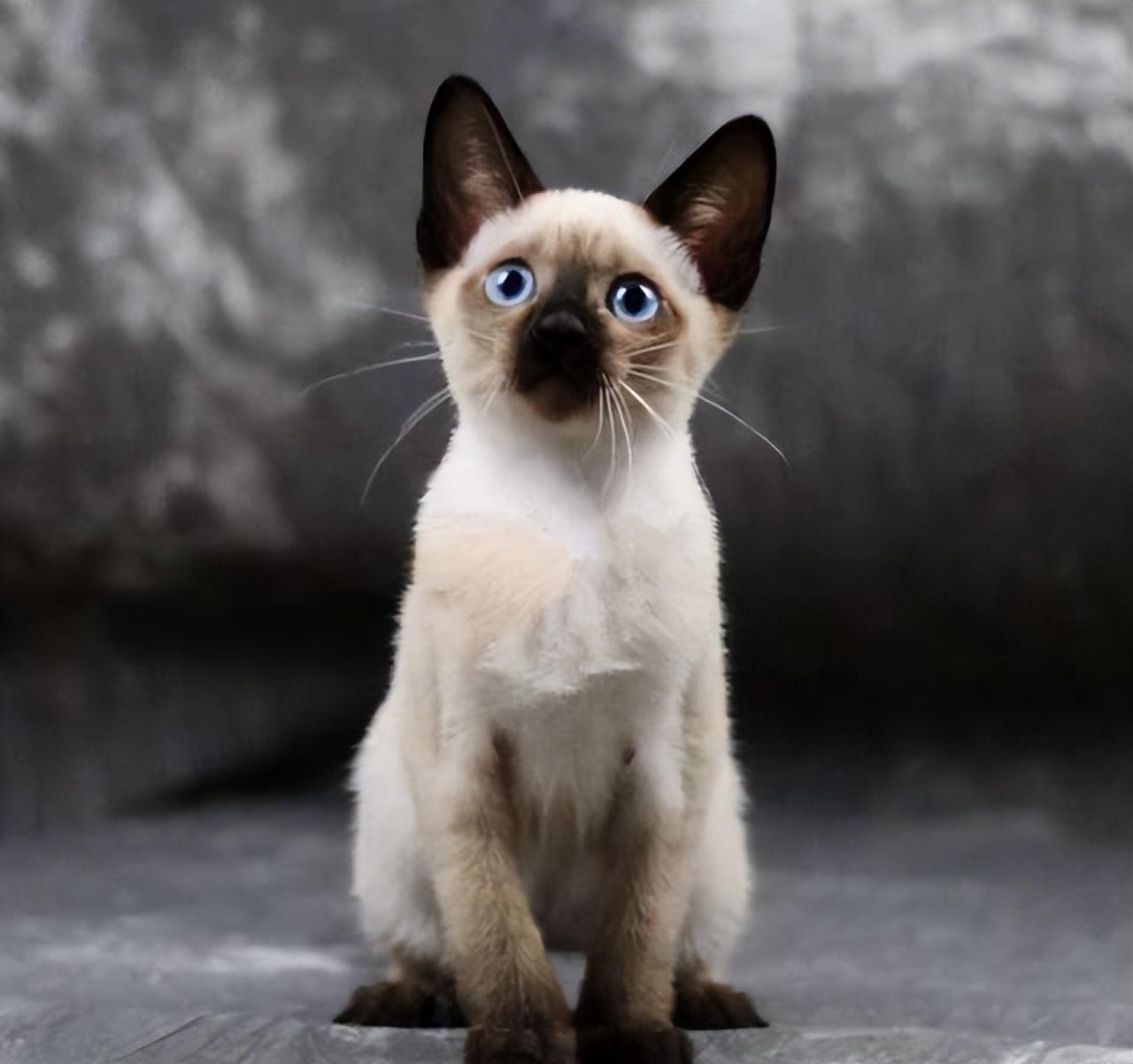 暹罗猫三千块能买到纯种吗? 暹罗猫三千块能买到纯种吗?