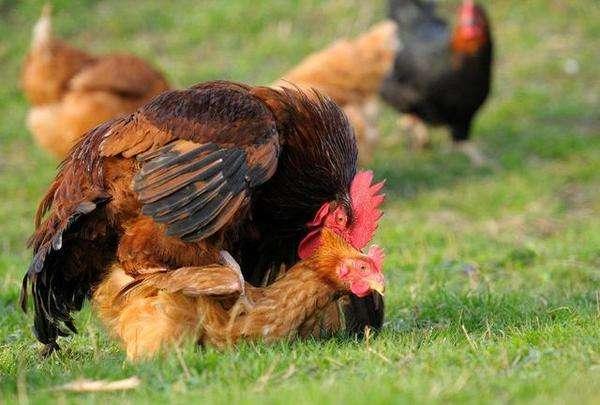 狗狗交配到底有多少门道要掌握？