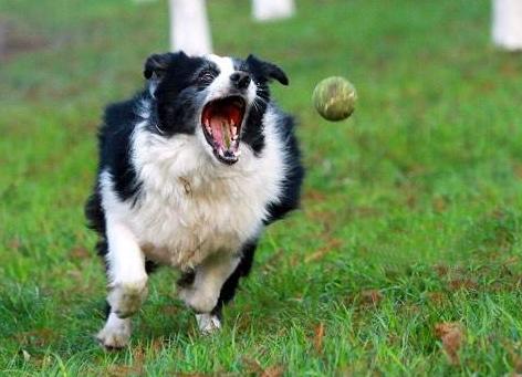 边境牧羊犬价格为啥差这么多？