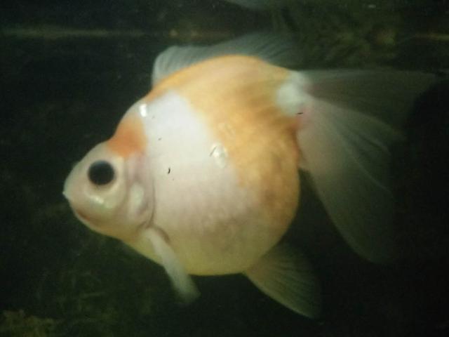 生态鱼缸养鱼技巧:如何保持鱼缸水质的最佳状态 生态鱼缸养鱼技巧:如何保持鱼缸水质的最佳状态