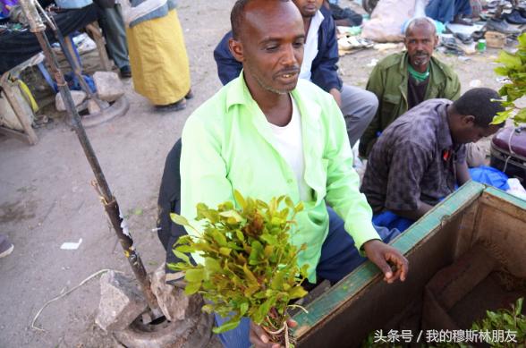 养索马里猫真的会让人上瘾吗？