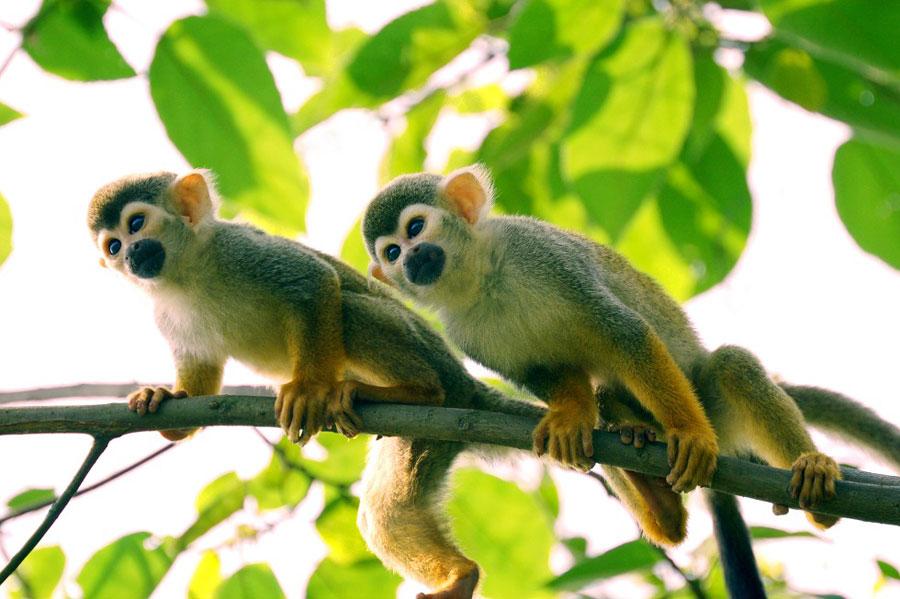 养只宠物猴到底要花多少钱？