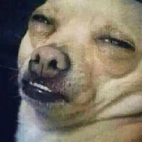 吉娃娃价格差10倍到底差在哪？