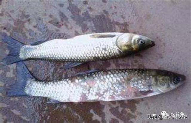 为什么你的 泫 总打不出别人一半伤害？