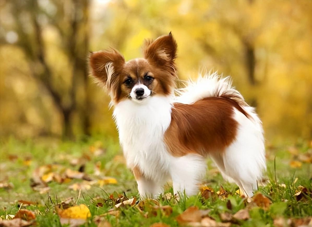 蝴蝶犬价格为啥能差10倍？看完这篇你就懂了！