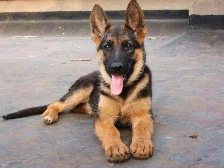 月薪3000能养得起约克夏吗？