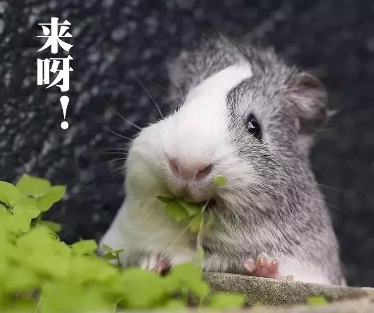 余利宝转出是否影响收益？余利宝能否随时转出？详细解答