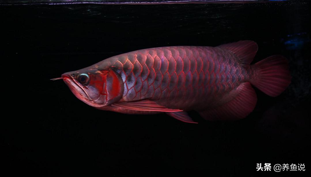 三五成群到底指的是哪个生肖动物？