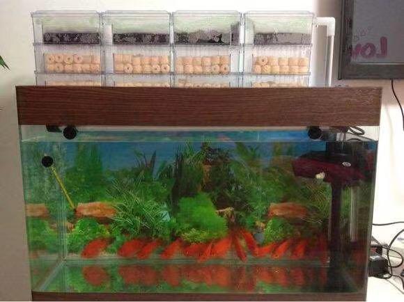 你家鱼缸真的养对锦鲤了吗？