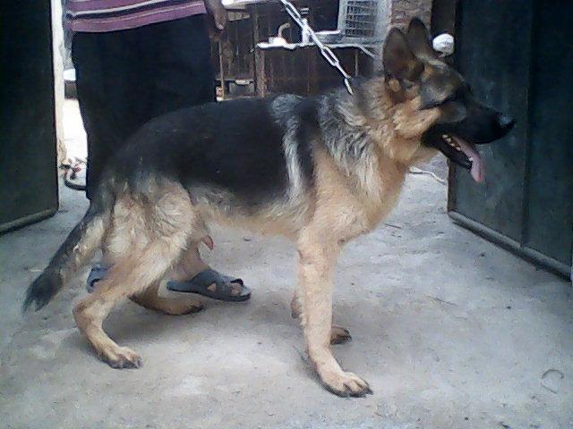 深入解析缉毒犬的训练：从挑选到专业技能培养全流程