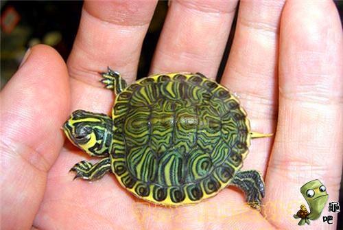 巴西龟喂错食物真的会要命吗？