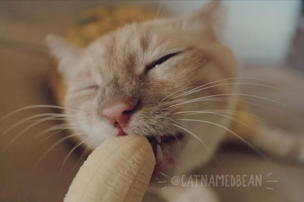 泊君到底是什么？新手如何快速上手？