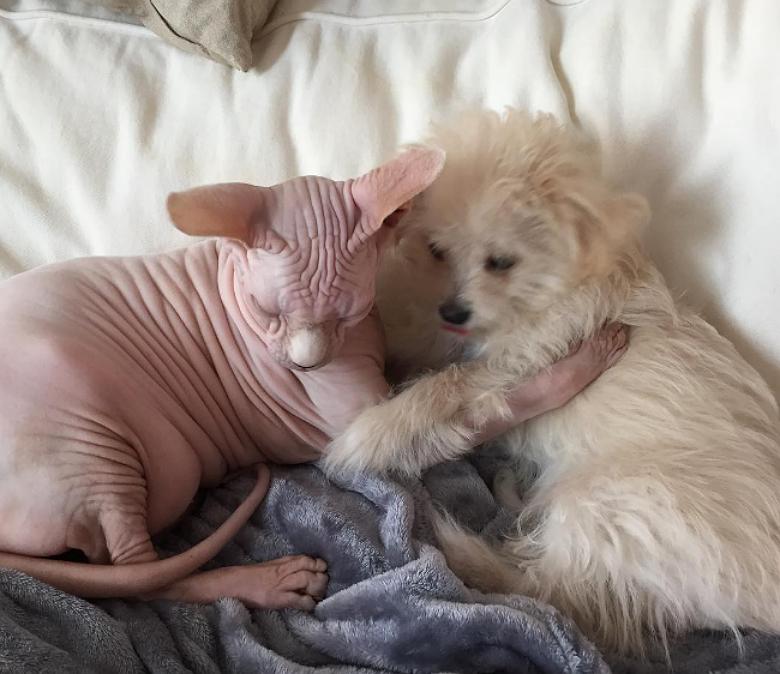 给狗狗取名真的这么难吗? 给狗狗取名真的这么难吗?