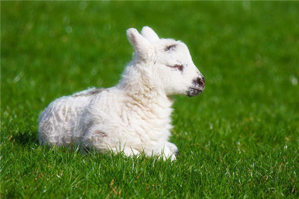 号脉的原理_12月1号_号脉入门必背口诀顺口溜