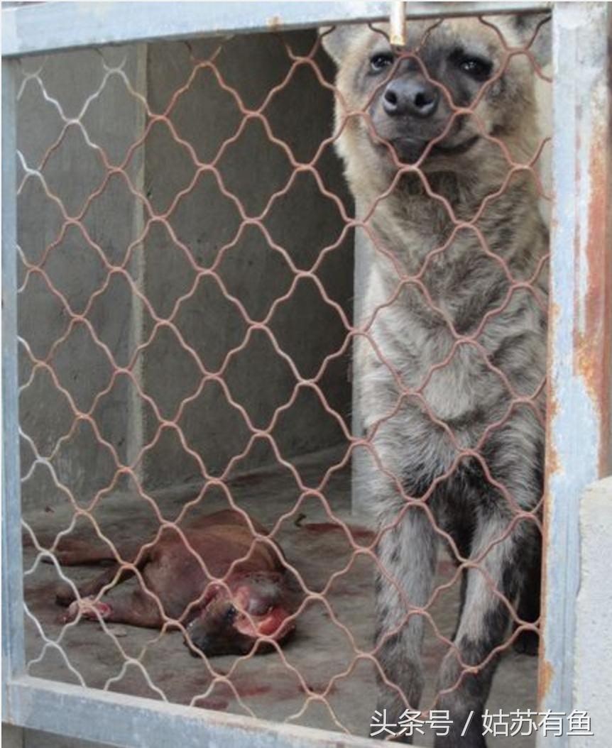 藏獒真的是普通人能养的神犬吗？