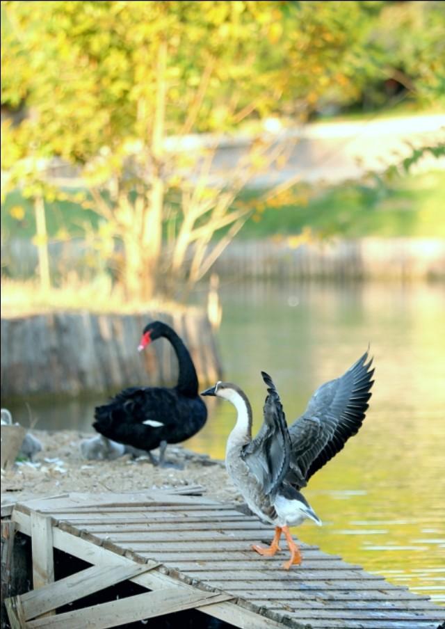 诺丁汉大学华人论坛到底藏着多少宝藏？