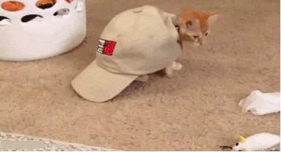 在狗乐淘买狗真的靠谱吗？