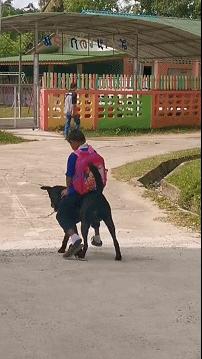 斑点狗照片怎么拍才不翻车？