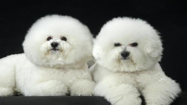 博美狗狗真的适合新手养吗？