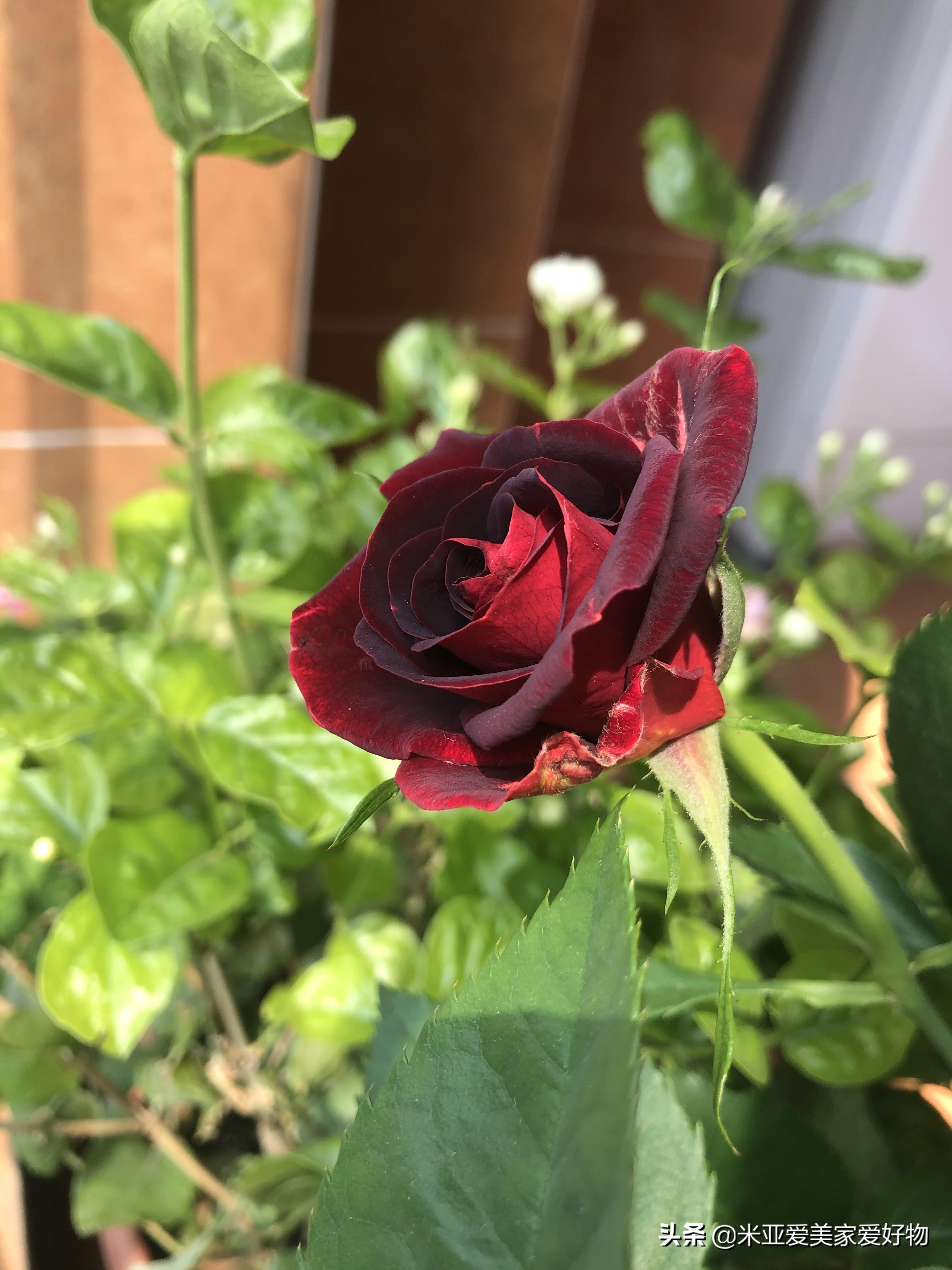 家里突然出现千足虫怎么办？