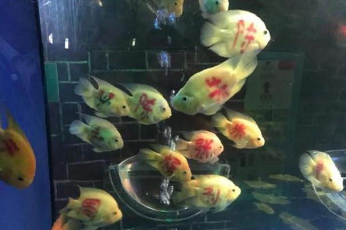 血红鹦鹉怎么养才能红得发紫？