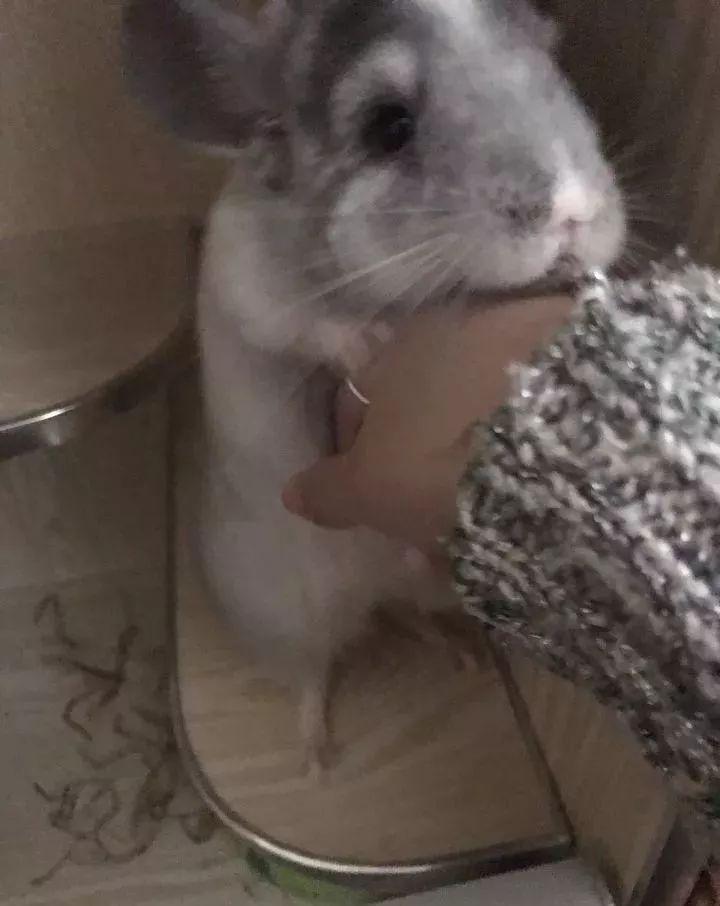 想养龙猫却不知道要花多少钱？