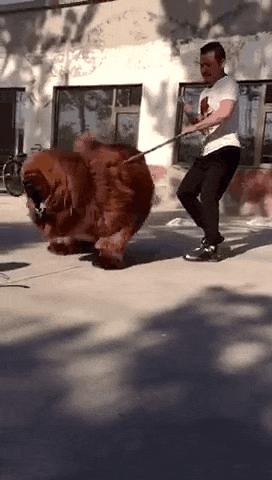 养藏獒真的能月入过万吗？