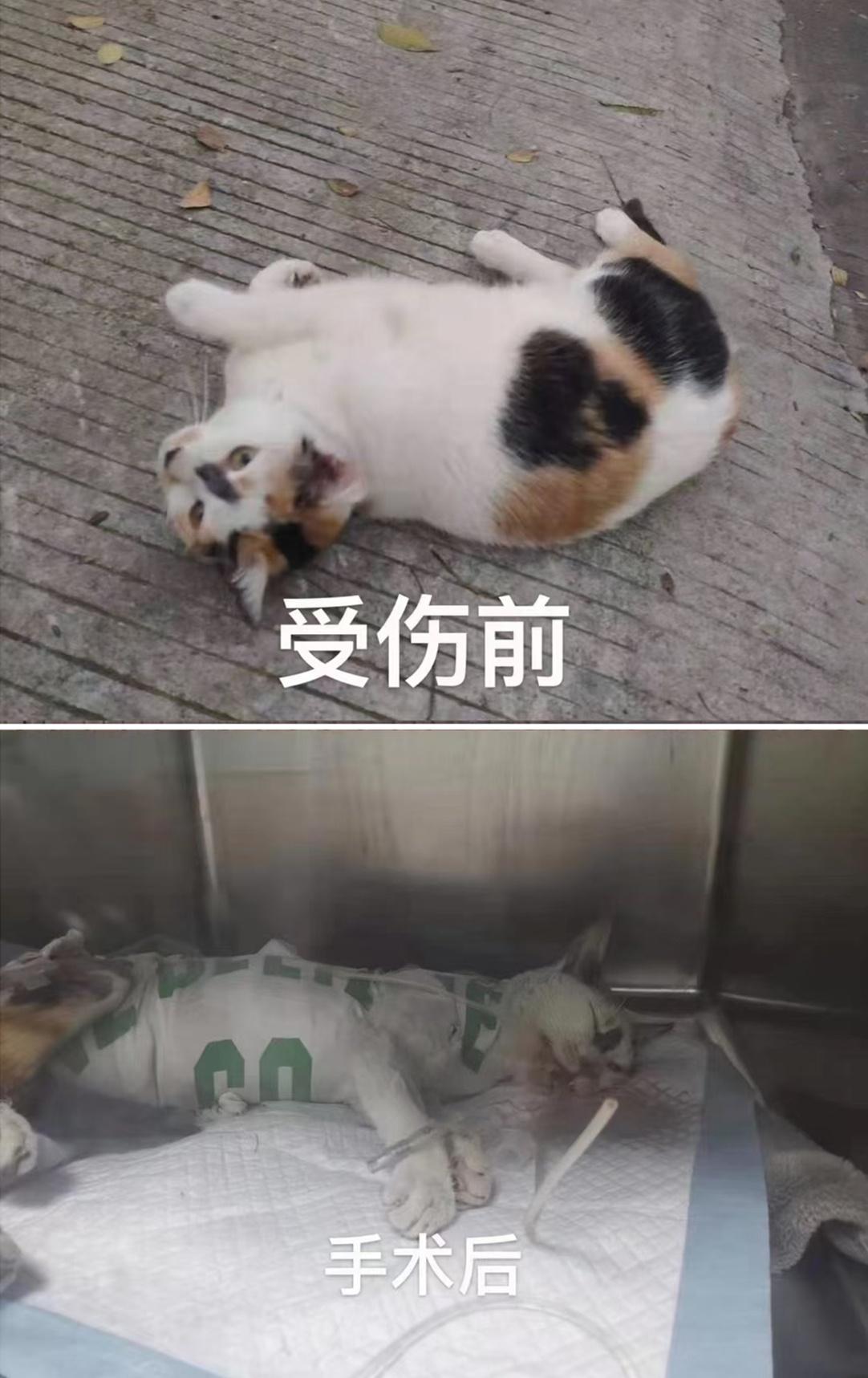 精选推荐：姓夏的独特好听女孩名字大全，让宝宝名字与众不同