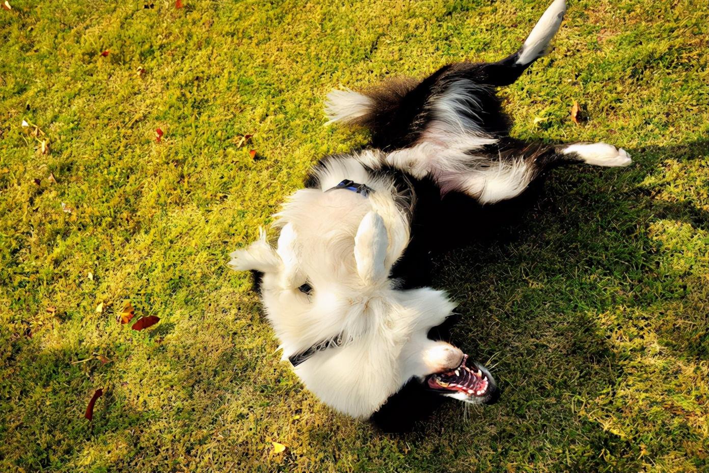 边境牧羊犬驱虫指南：有效方法与注意事项详解
