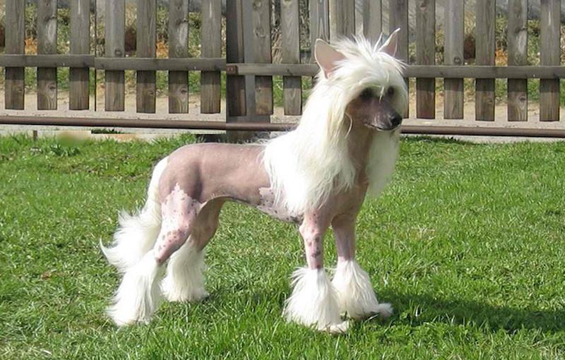 养一只没毛的狗是什么体验？冠毛犬饲养全攻略？