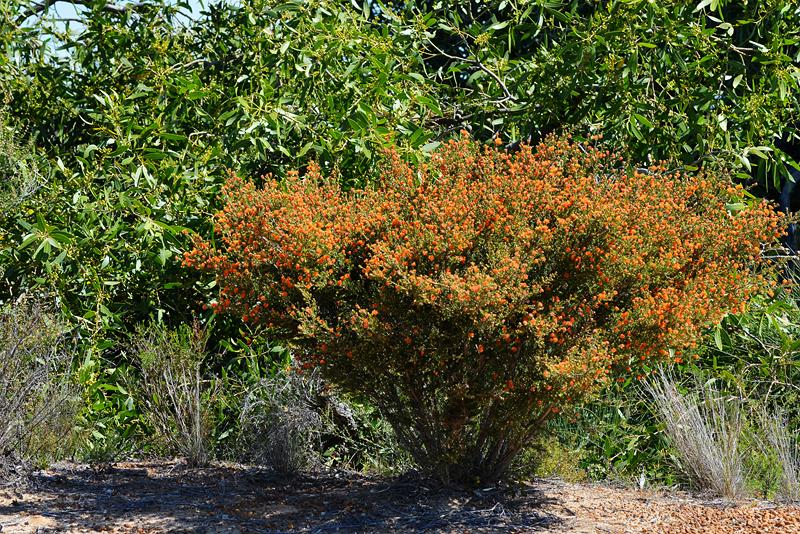 林肯港鹦鹉真的会把主人逼疯吗？