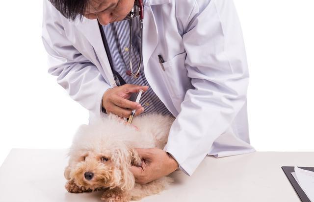 狗狗呕吐拉稀？如何用试纸快速检测犬瘟热？